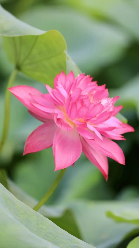 a pink flower with leaves in the background