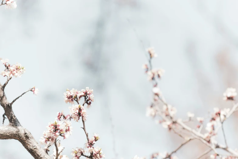 pink flowers on the nch of a tree