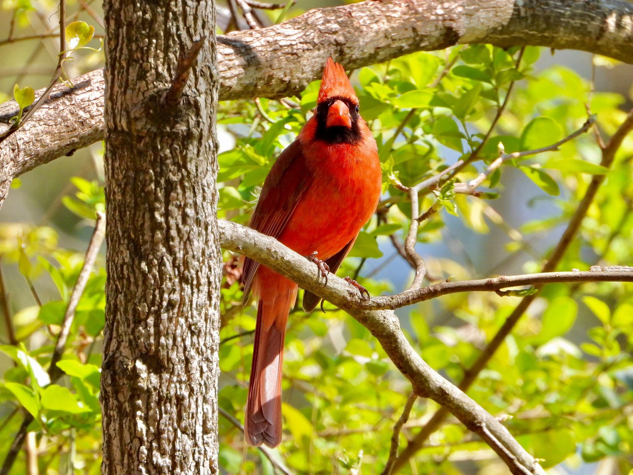 a red bird sitting on the nches of a tree