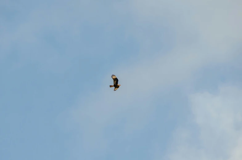 an eagle in flight over the clouds in blue sky