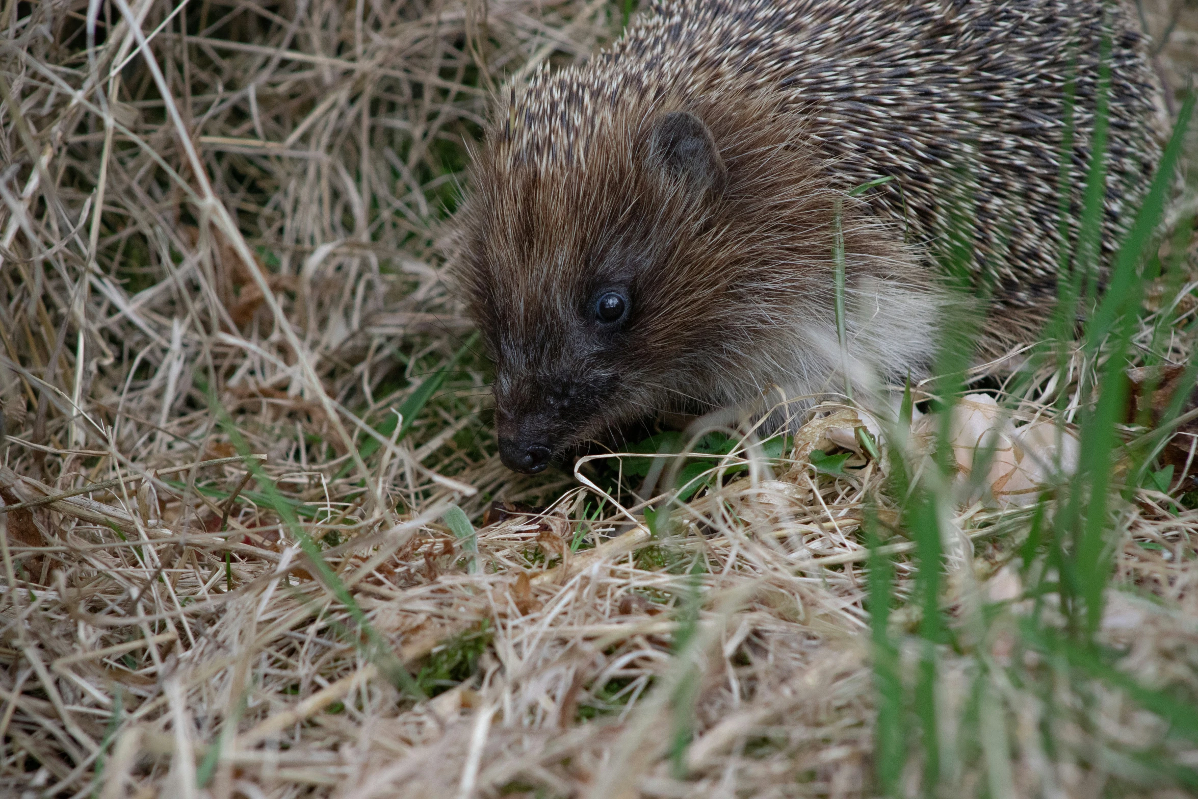 a small porcupine walking on some grass