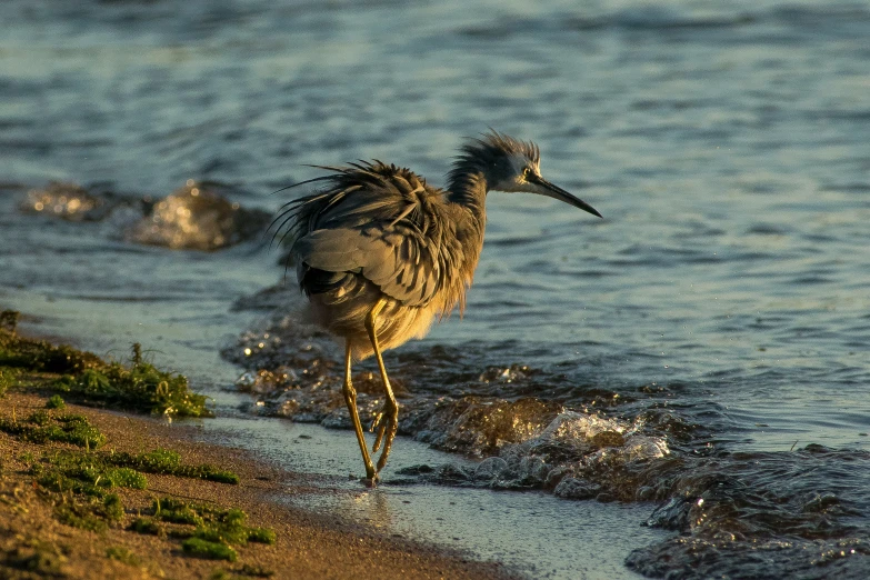 a bird that is standing in the water