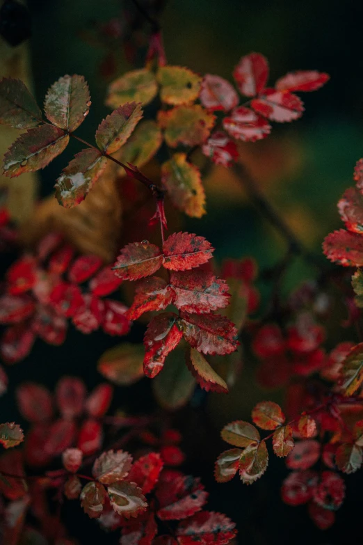 a tree filled with lots of red flowers