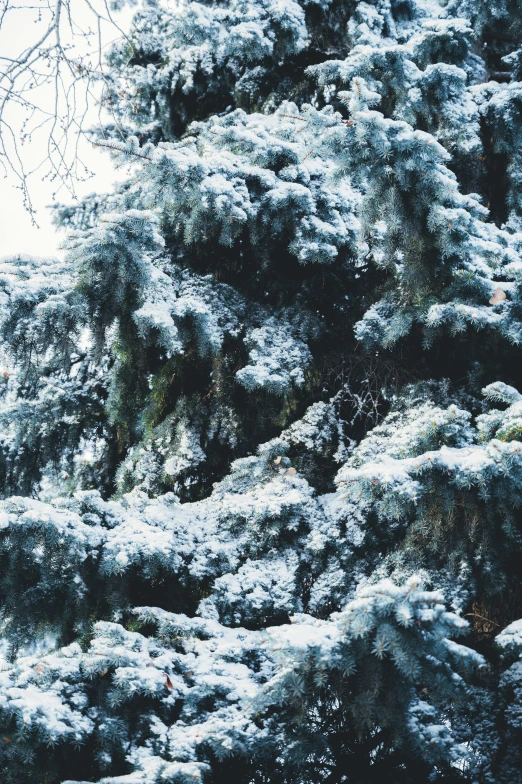 a large amount of snow on a tree