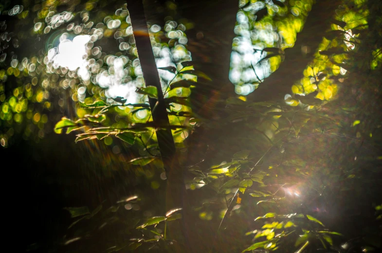 a light shines in between the leaves of a tree