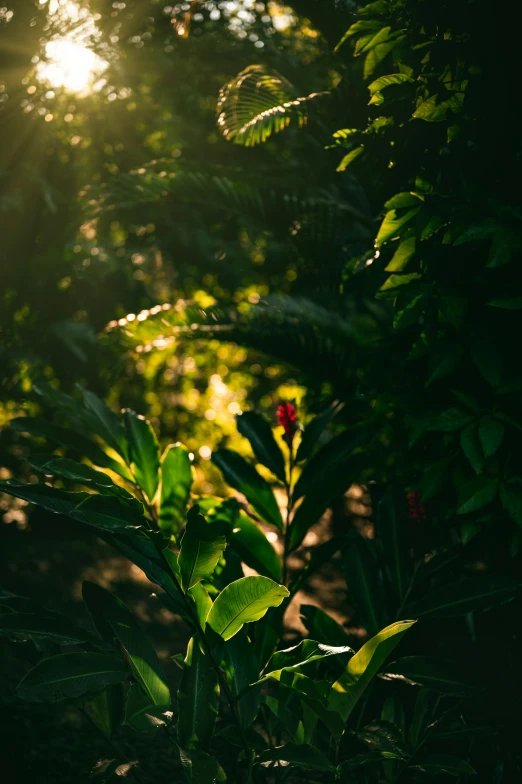 bright sunlight shining through the leaves in a forest