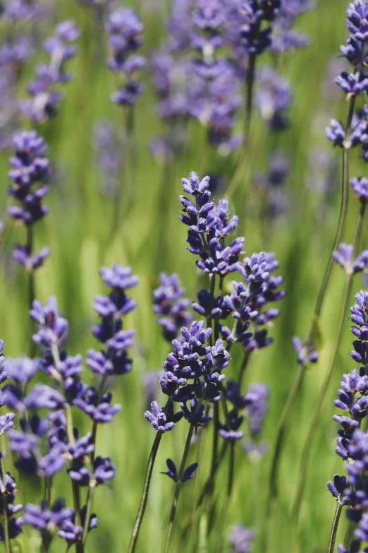 lavenders grow in a meadow with green grass