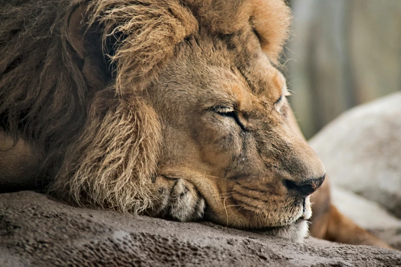 there is a small lion laying down sleeping