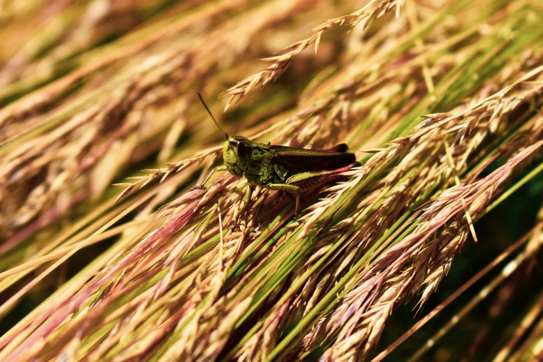 grasshopper sitting on the top of it's long, green blades