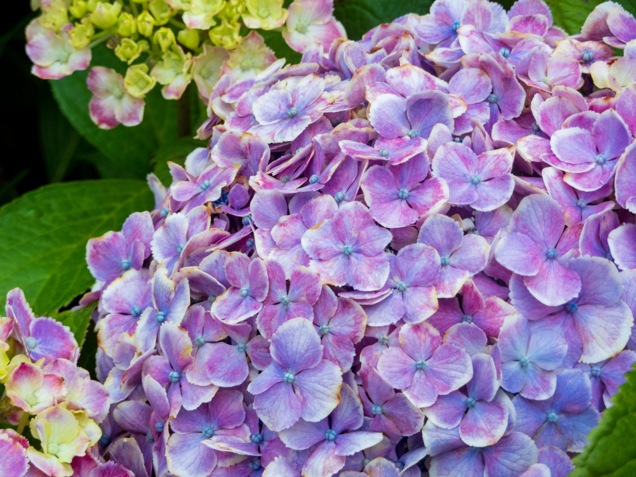 there are many purple flowers in the bush