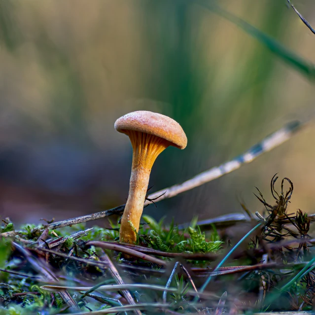 a yellow mushrooms is in the grass