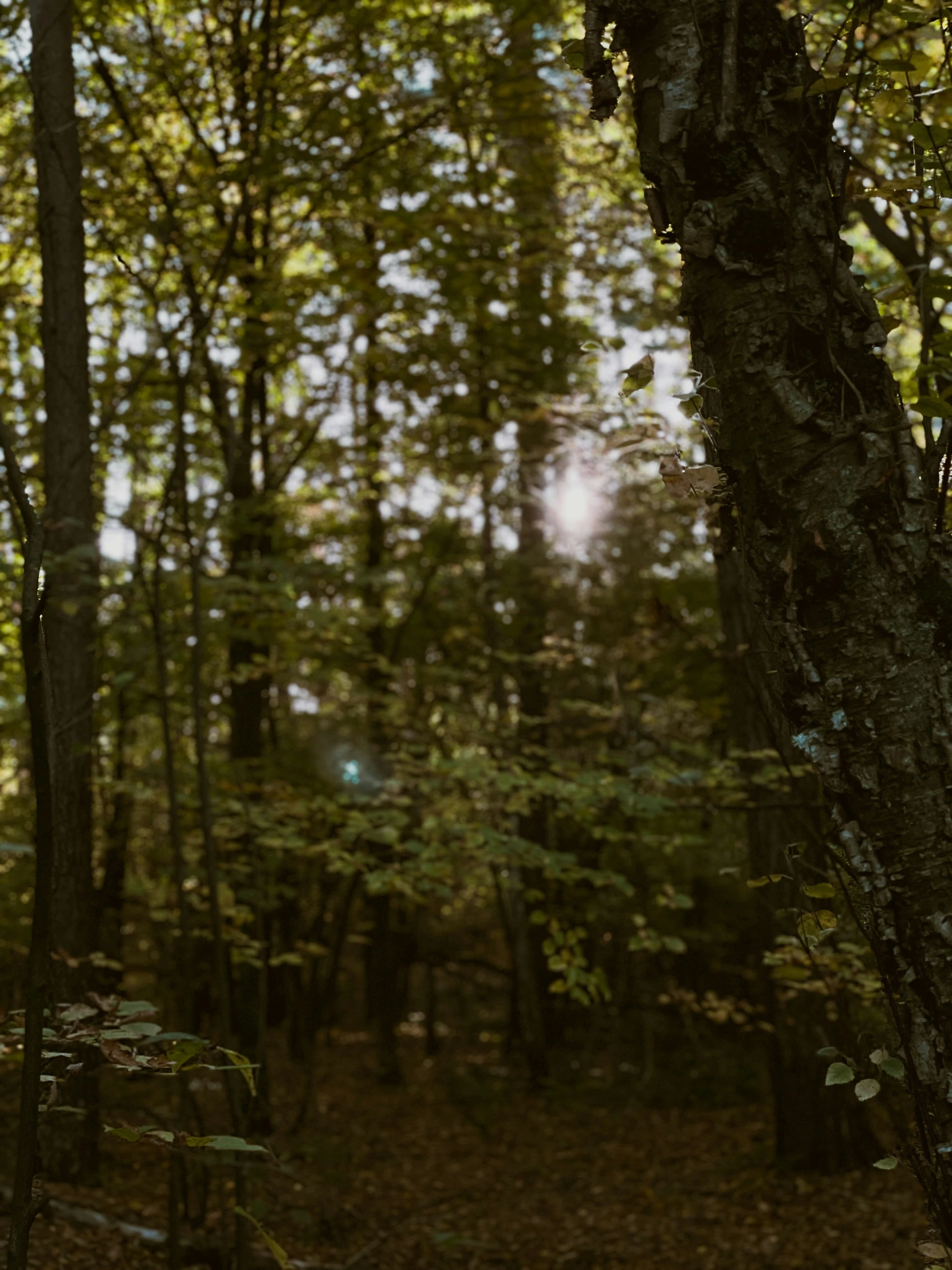 trees are shown in the woods with leaves scattered on the ground