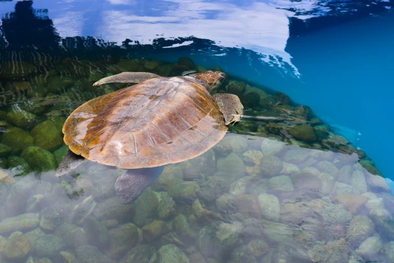 a turtle is swimming in clear water with no other turtles around