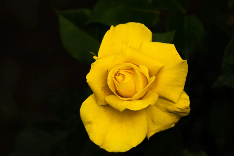 a yellow flower that is blooming in the evening