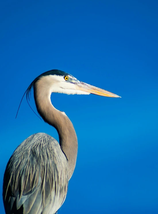 a bird with its bill sticking out against the blue sky