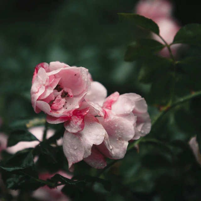 a pink flower with many leaves and flowers