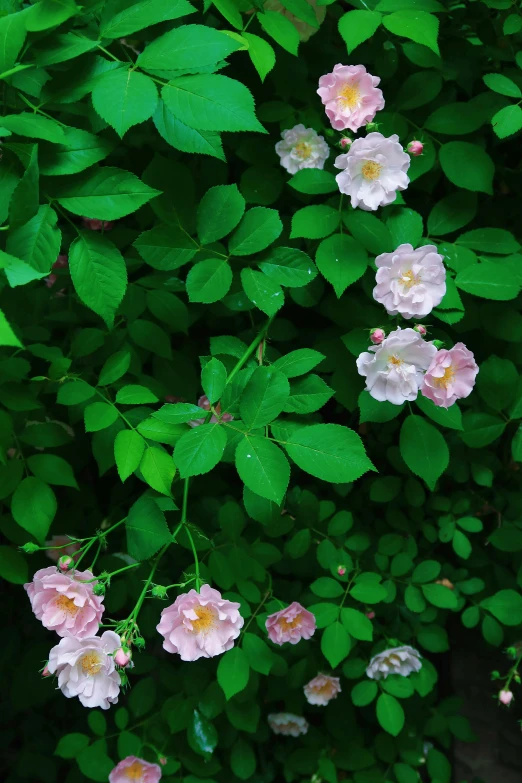 many pink and white flowers surrounded by green leaves