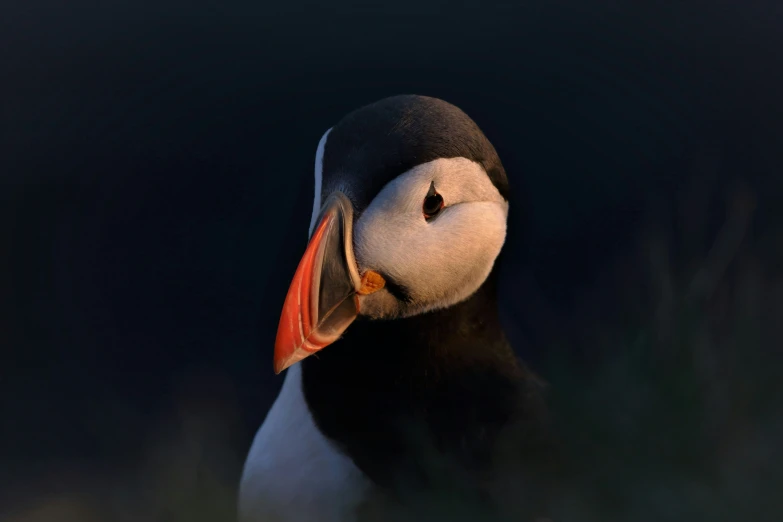 a black and white bird with red beak and brown belly