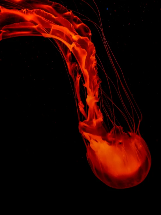 a large red jelly fish floating on top of water