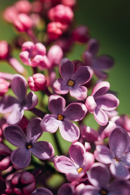 a close up po of purple flowers