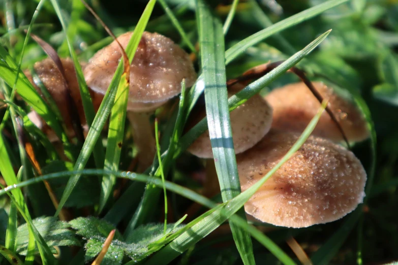 two mushrooms sitting on top of grass with blades