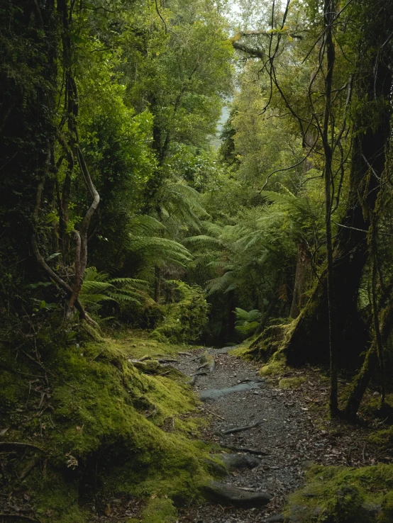 a trail running through a lush green forest