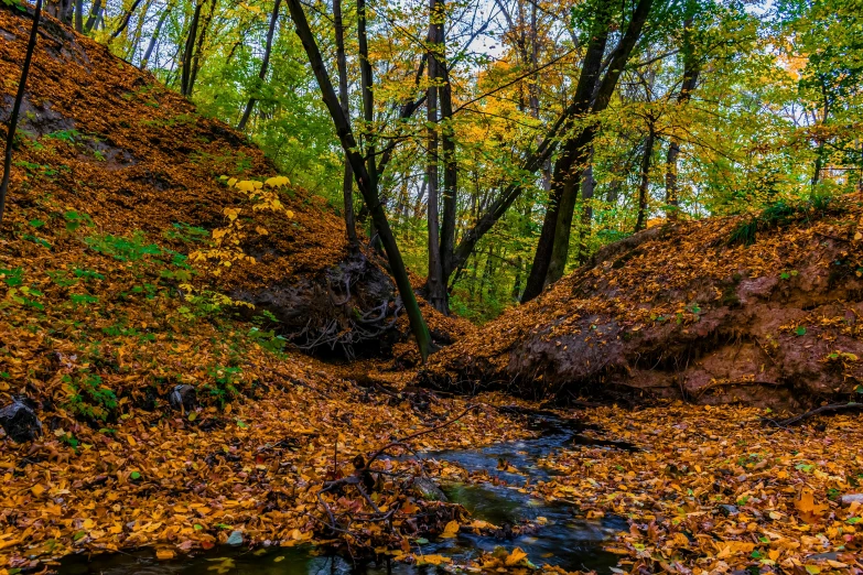 trees on the side of a hill have leaves on them