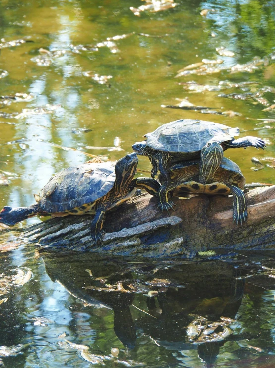 turtles sitting on a log, in a lake