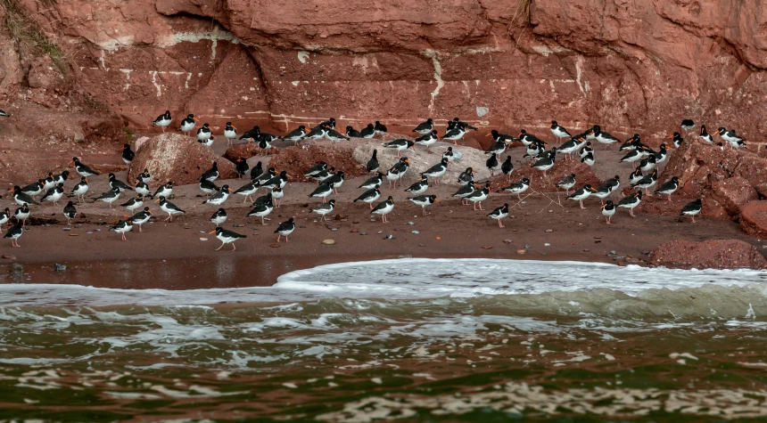 a group of birds standing on a cliff side by the ocean