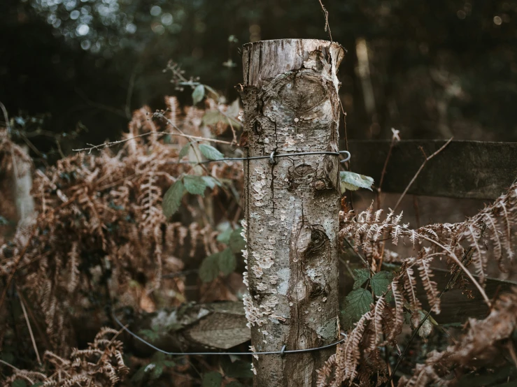 the tree trunk has been made into an art piece