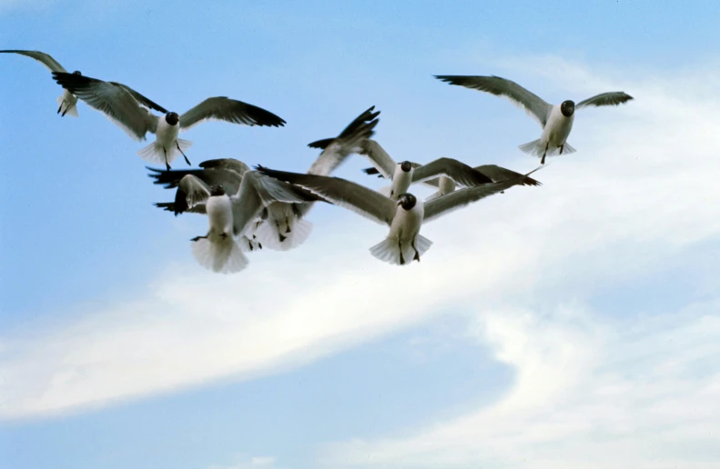 seagulls flying in formation with each other against a blue sky