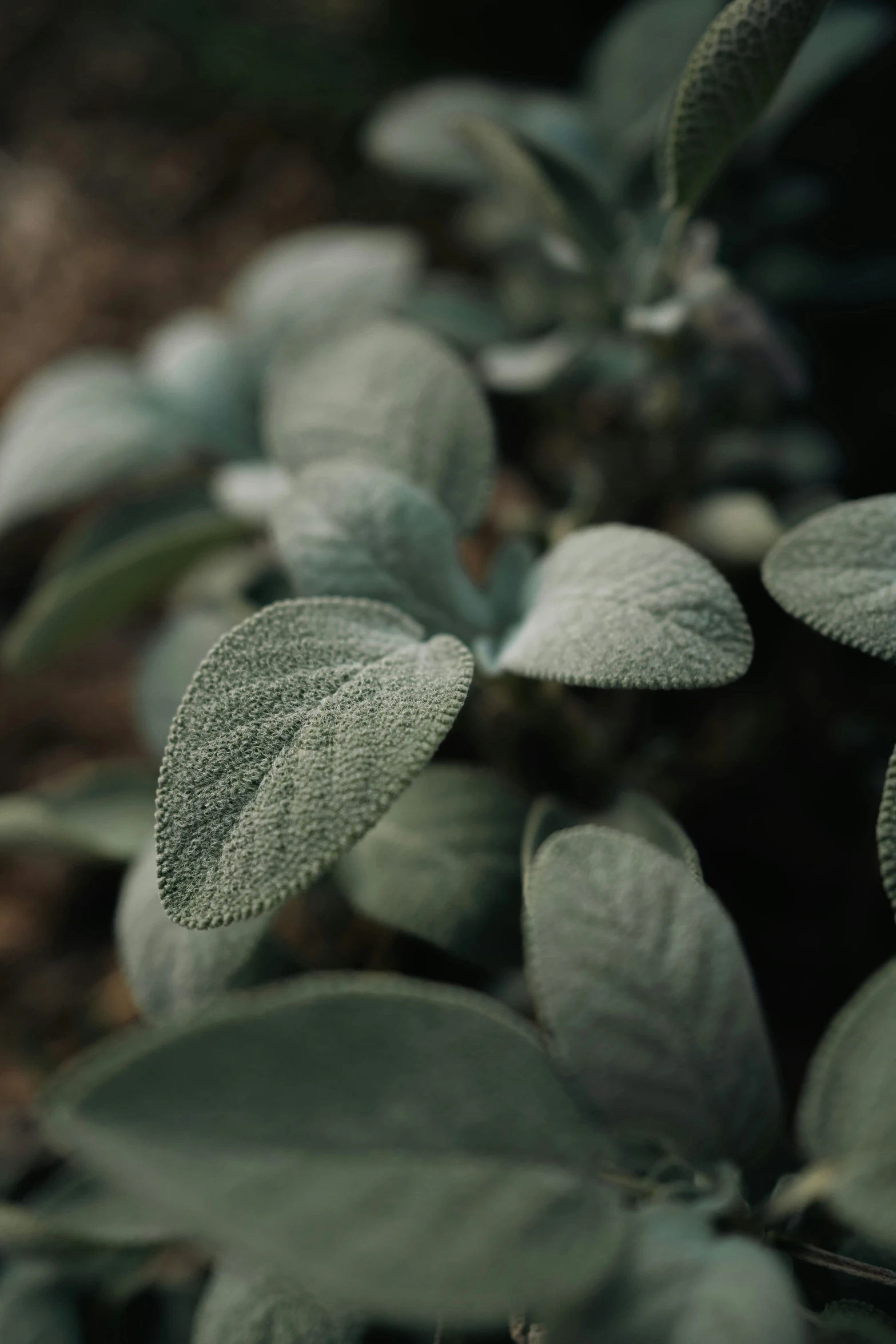 a plant with a bunch of leaves on top of it