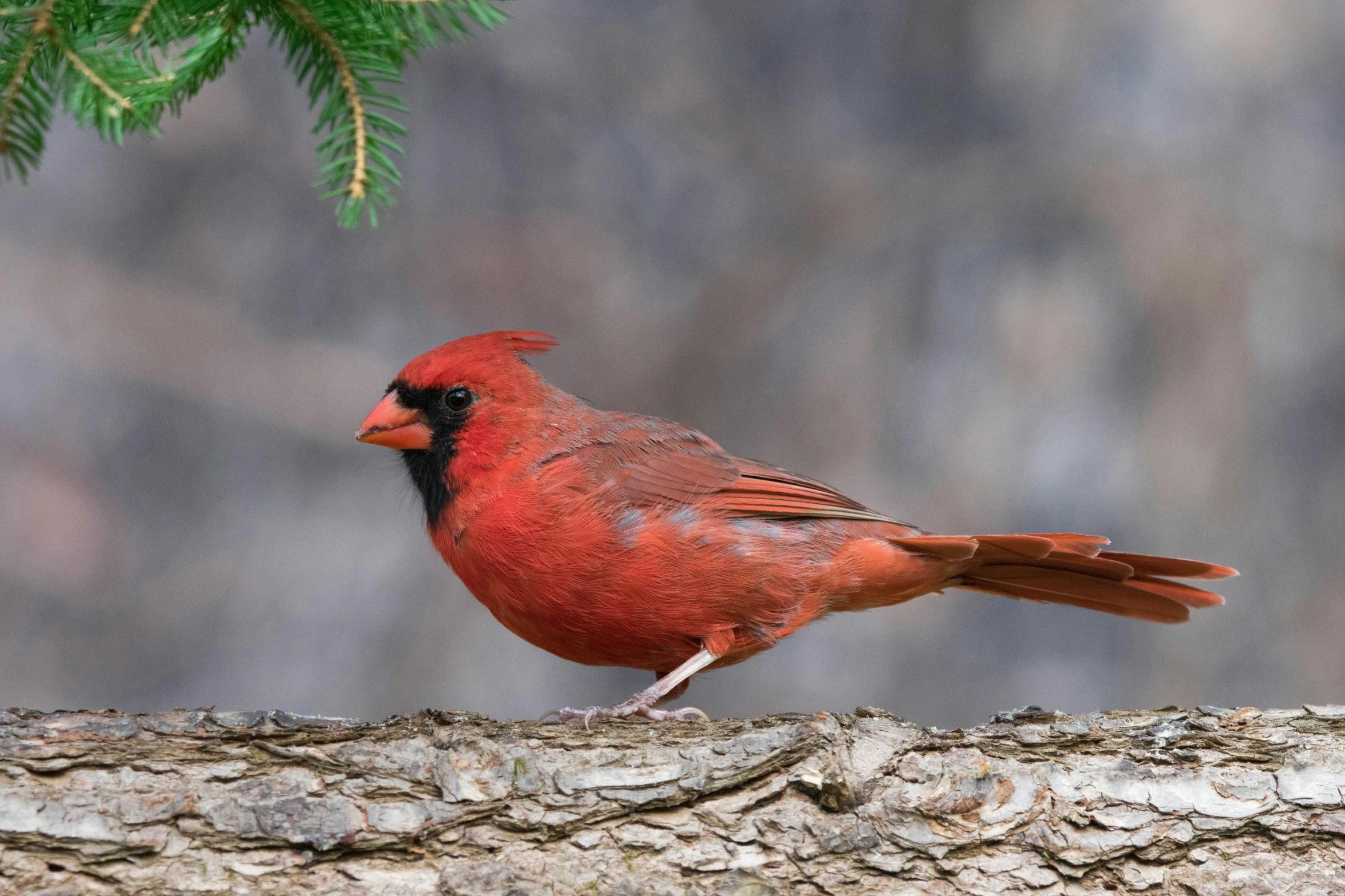 the red cardinal is perched on the log and looks up