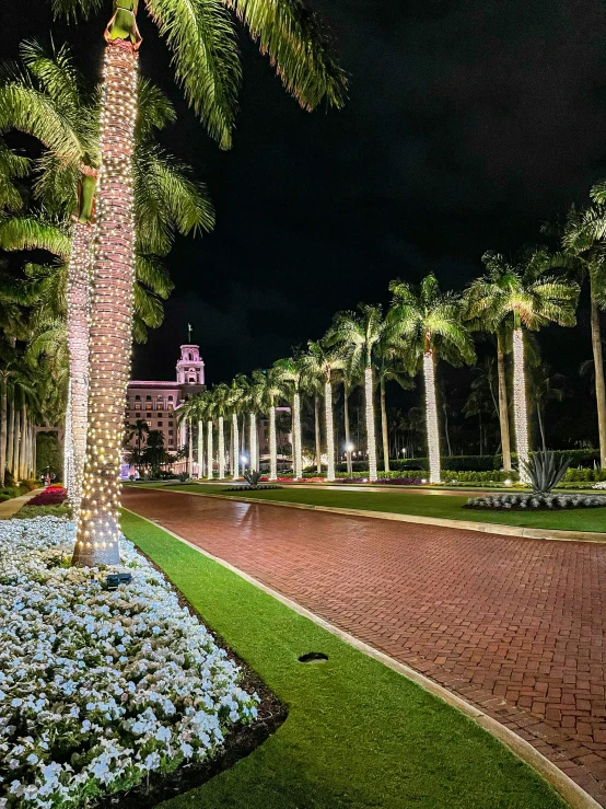 night view of palm trees and illuminated walkway