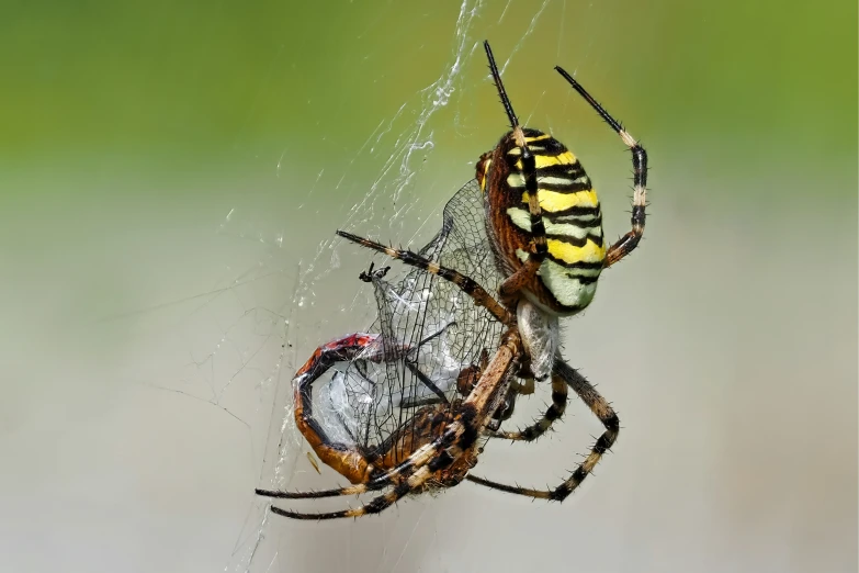 two spiders in their web with dew coming from them