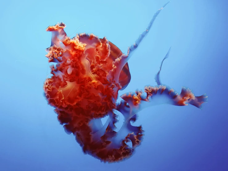 an orange sea anemone floats in the blue water