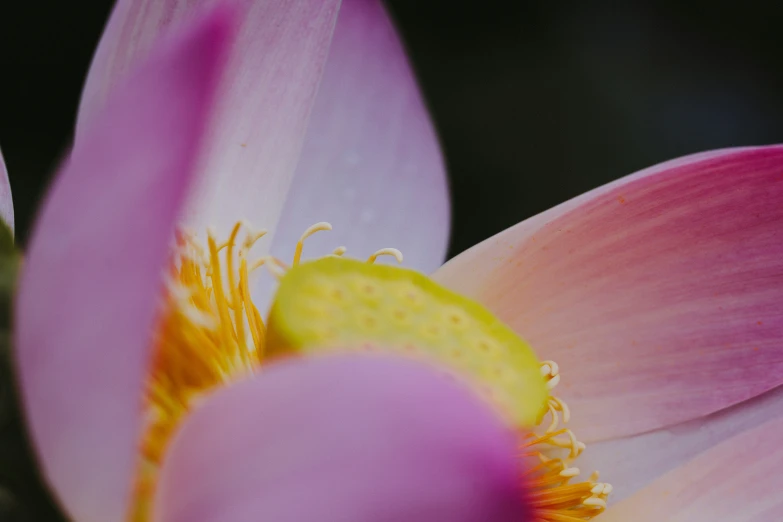 a close up of a pink flower with green stems