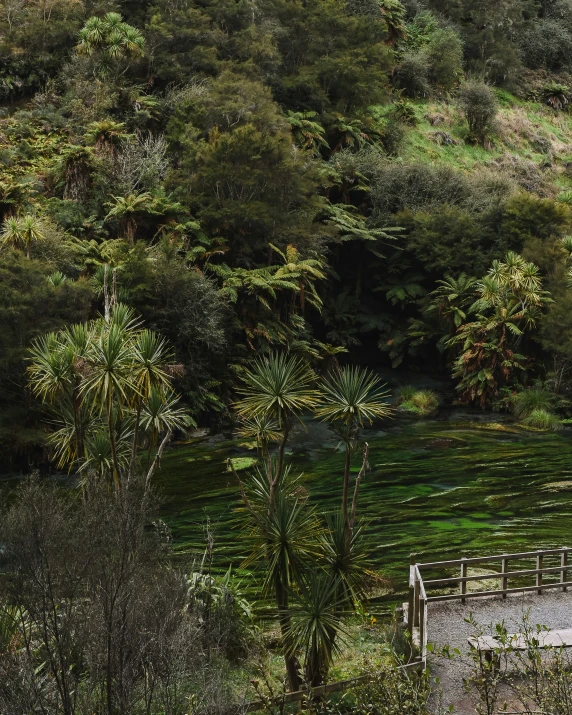 several different kinds of plants that are by some water