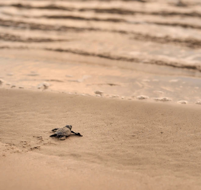 a small turtle crawling along the sand on the beach