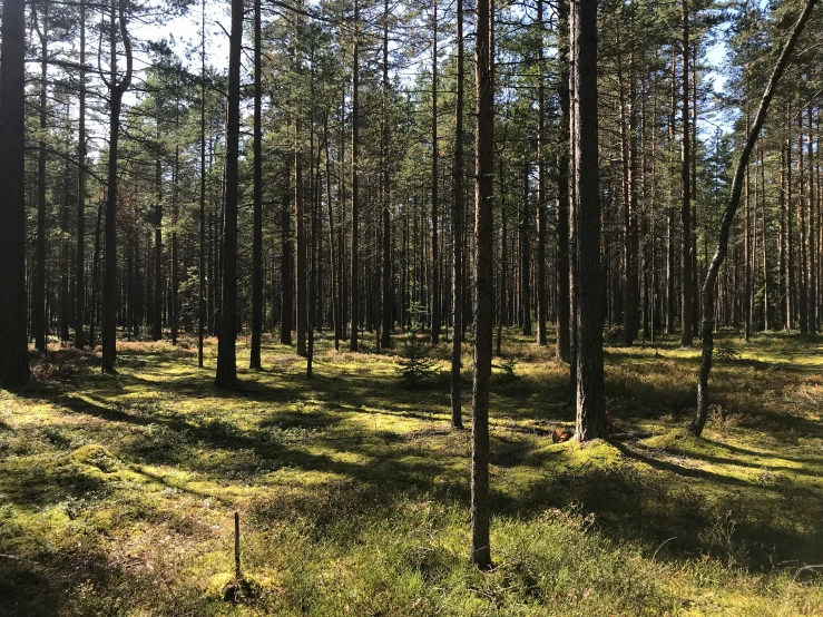 a bunch of trees that are standing in the grass