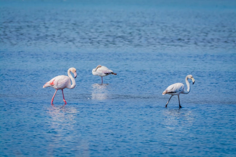 a group of flamingos walk through shallow water