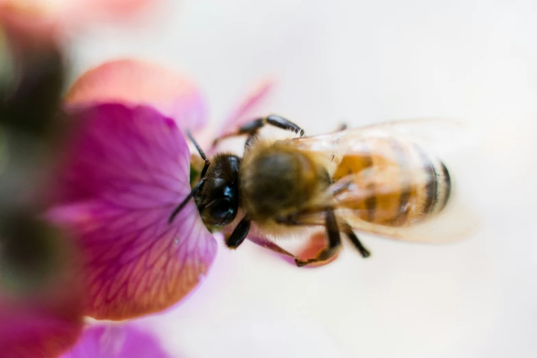 a bee is sitting on a pink flower