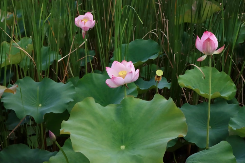 pink flowers blooming next to the large leaves