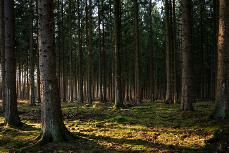 several trunks of trees in the forest near a grassy field