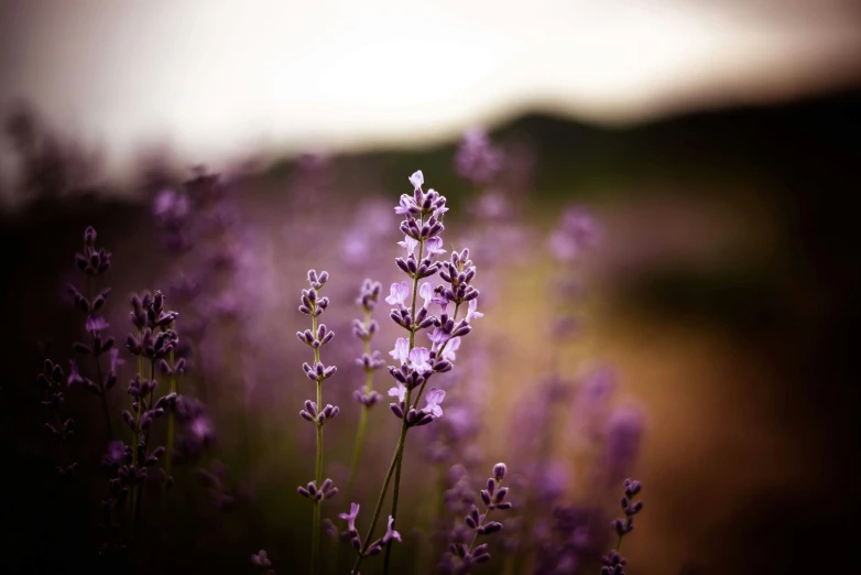 a po of purple flowers and one is blurry