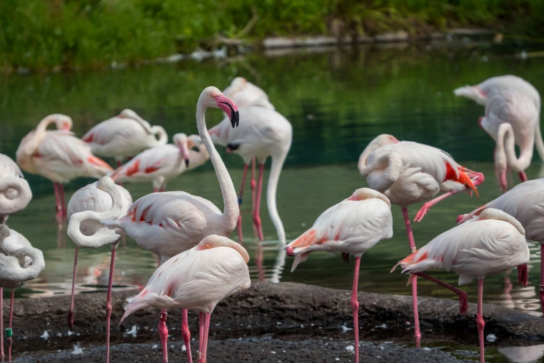 a large flock of flamingos gather by the water