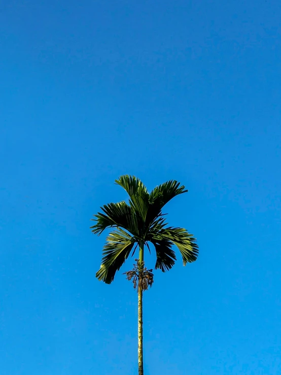 a view of the top of the tall palm tree