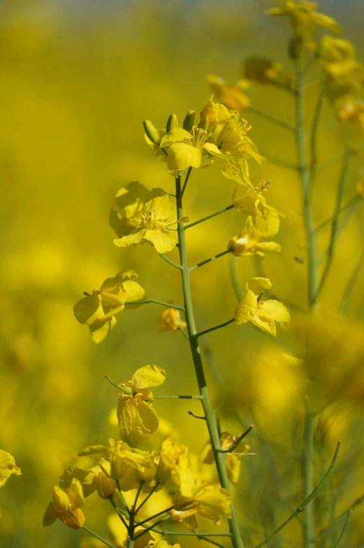 yellow flowers in a field that is not full of leaves