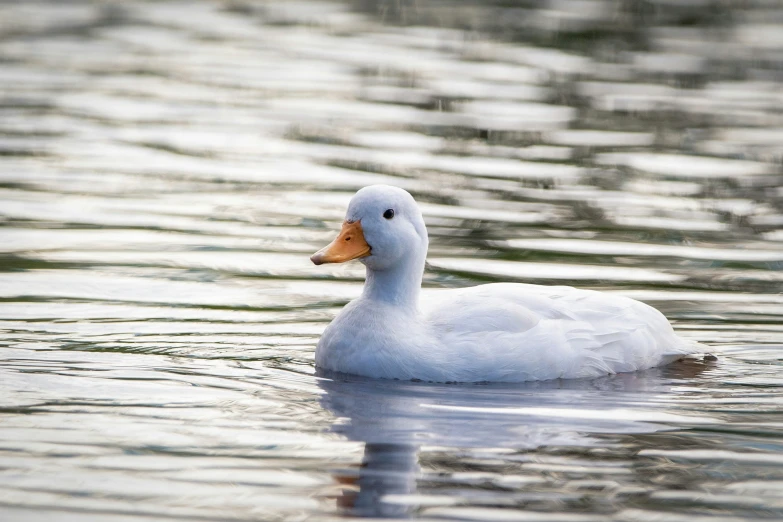 a duck is swimming in the water by himself