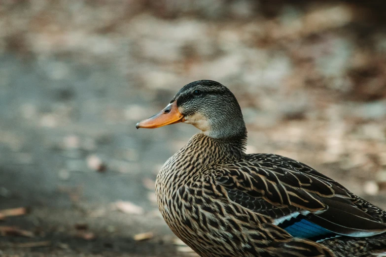 a bird sitting on the ground near a pile of leaves